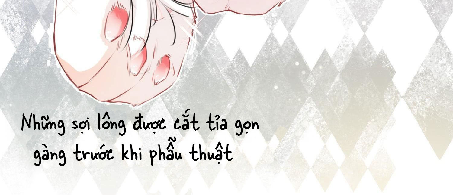 Shh! Tôi Không Phải Vật Cưng Của Cậu! Chap 4 - Next Chap 5